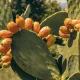 ORGANIC SUPREME SKIN ELIXIR ORGANIC SUPREME SKIN ELIXIR